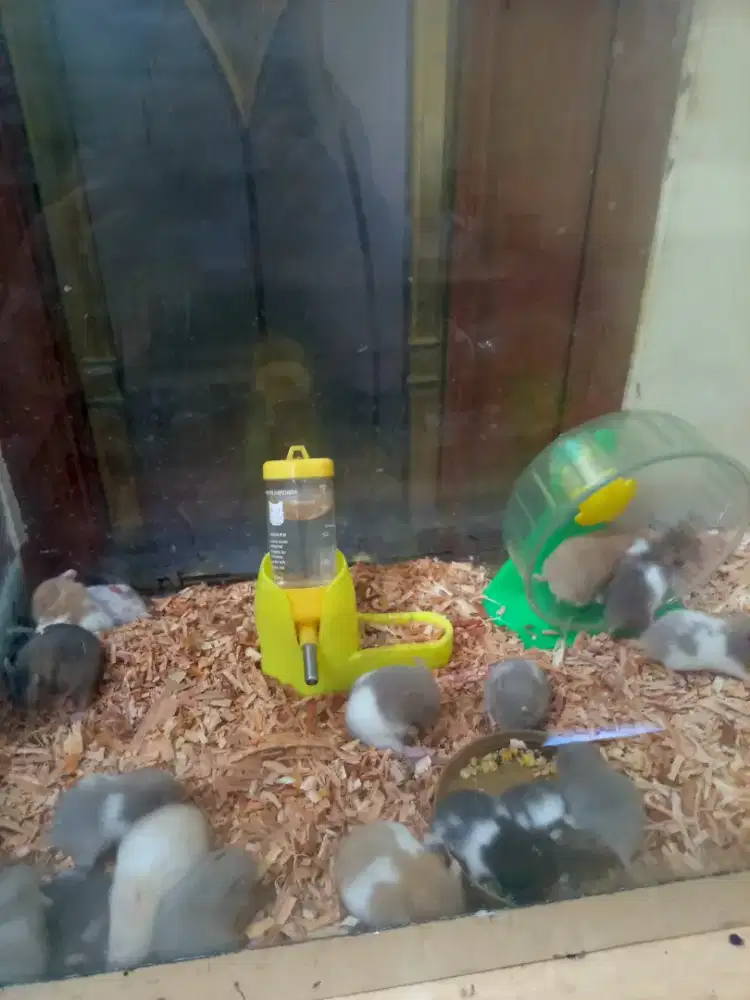 Jual hamster jenis syrian