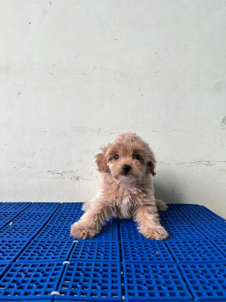 Toy Poodle Puppy