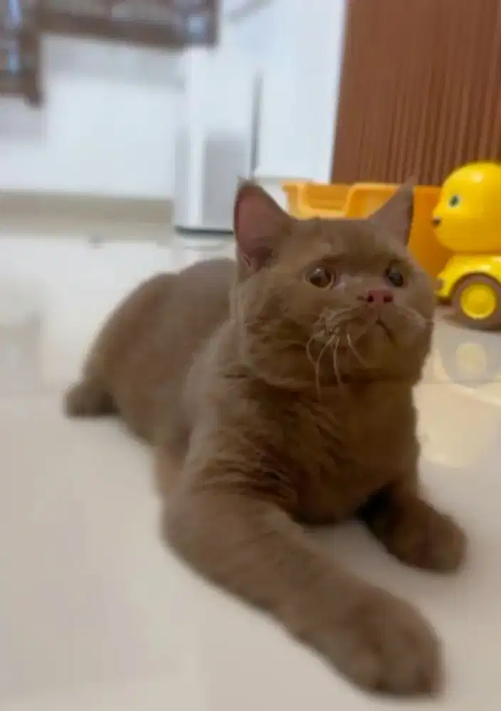 British shorthair cinamon jantan