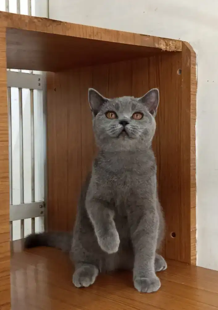 British shorthair betina