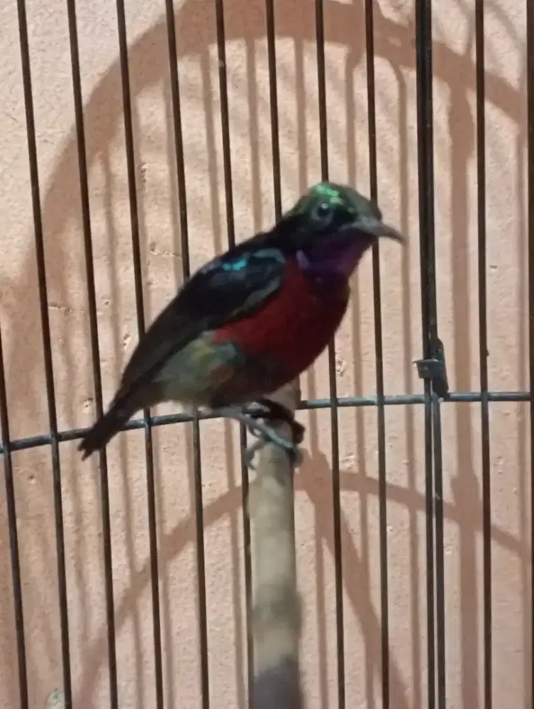 Burung ko nin gacor isian lovebird