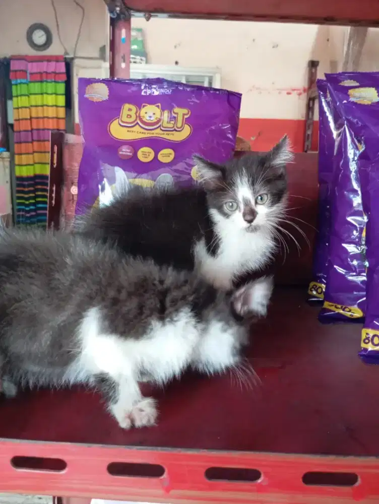 Anakan kucing anggora 2bln betina