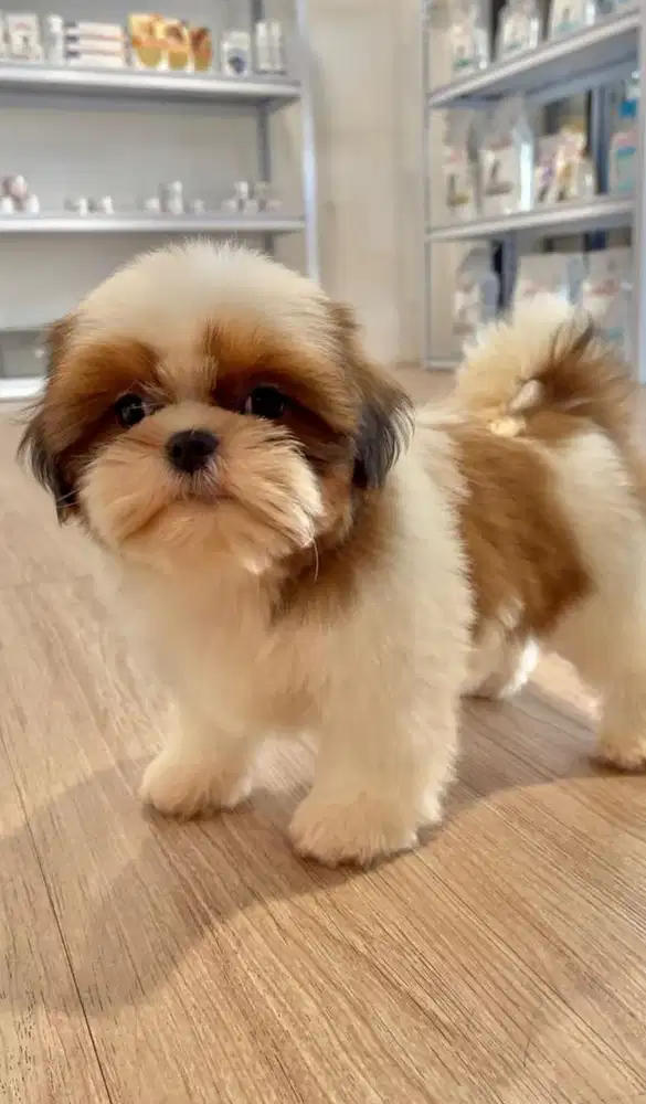 Anjing Shihtzu - Pure Non STB