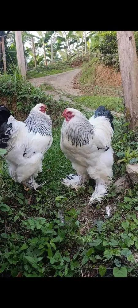 Anakan Ayam hias Brahma import
