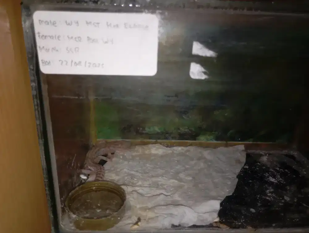 baby gecko mainan ramah anak