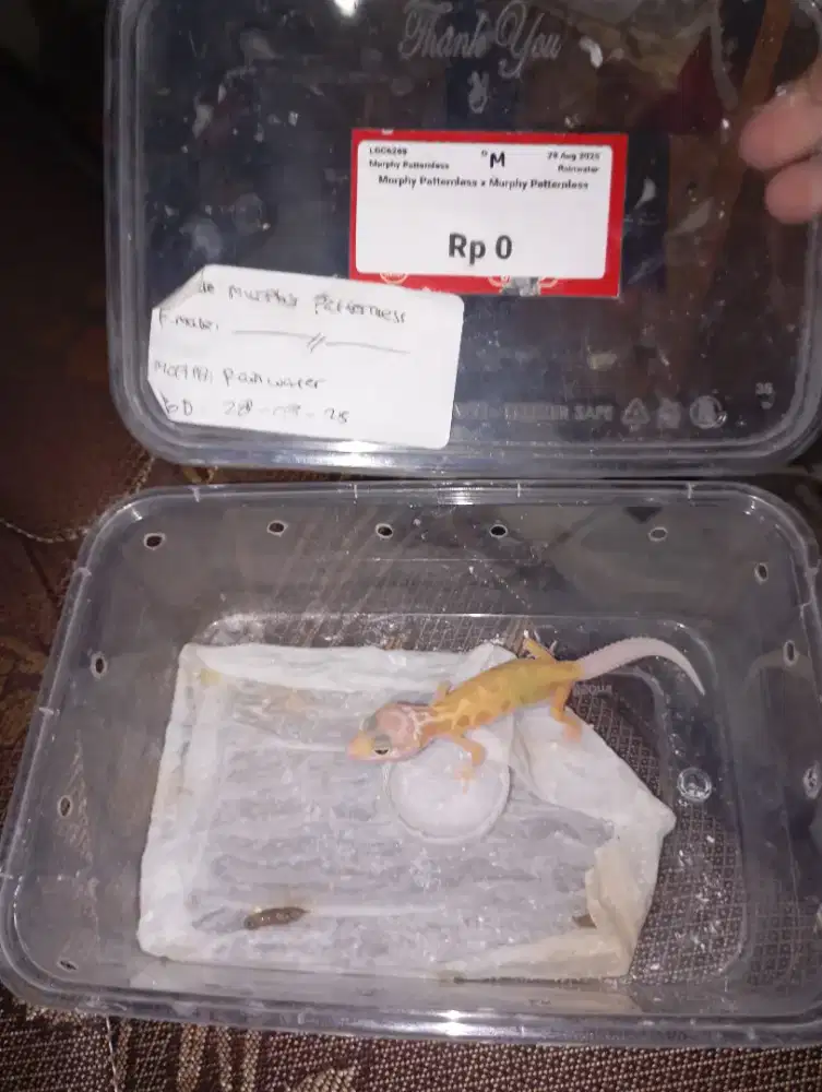 baby gecko mainan ramah anak