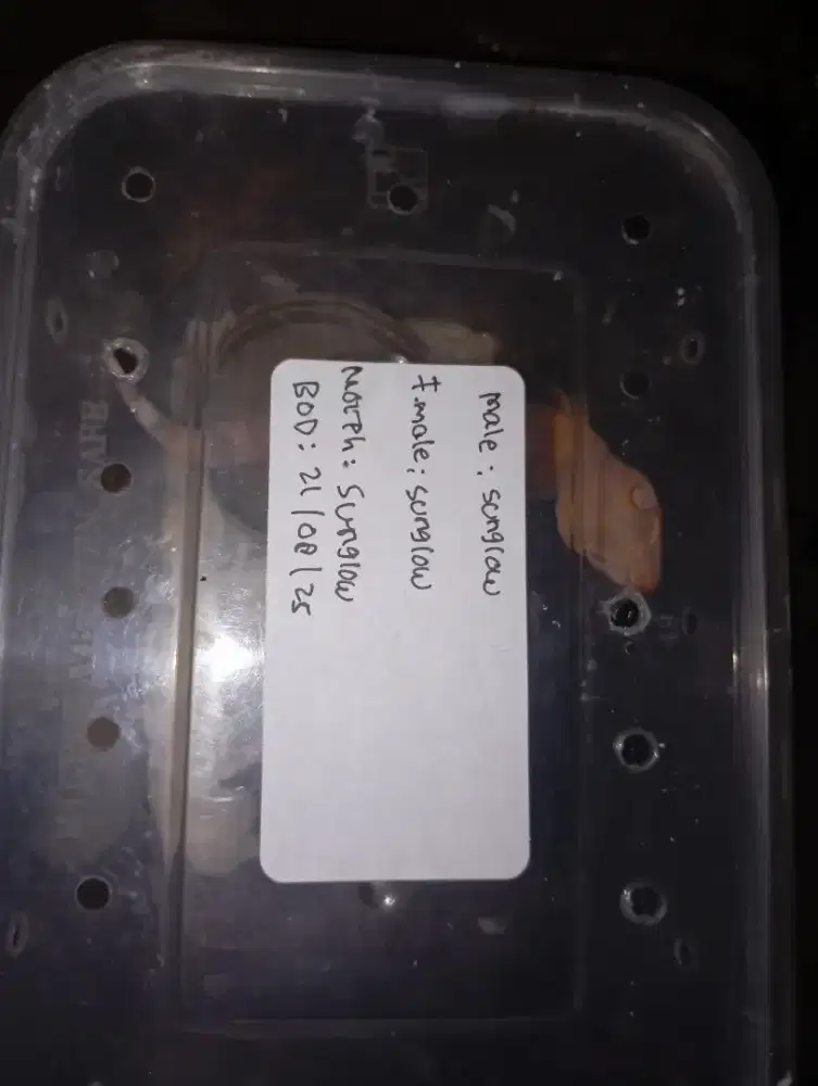 baby gecko mainan ramah anak