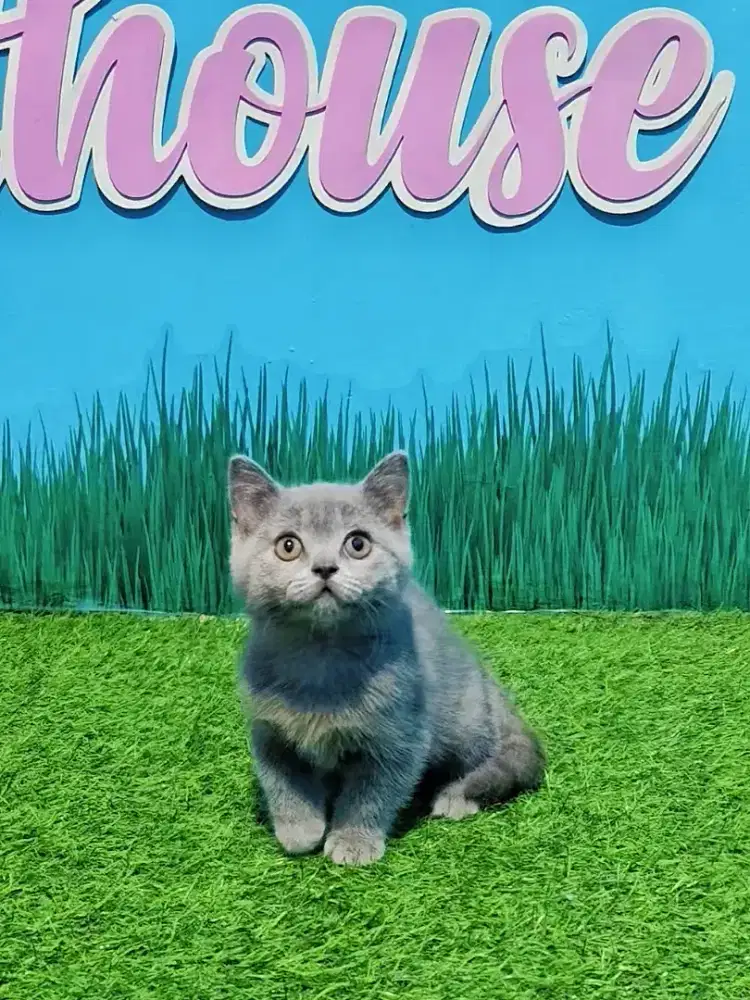 BSH Blue Solid LinePed Betina Kitten British Short Hair Pure
