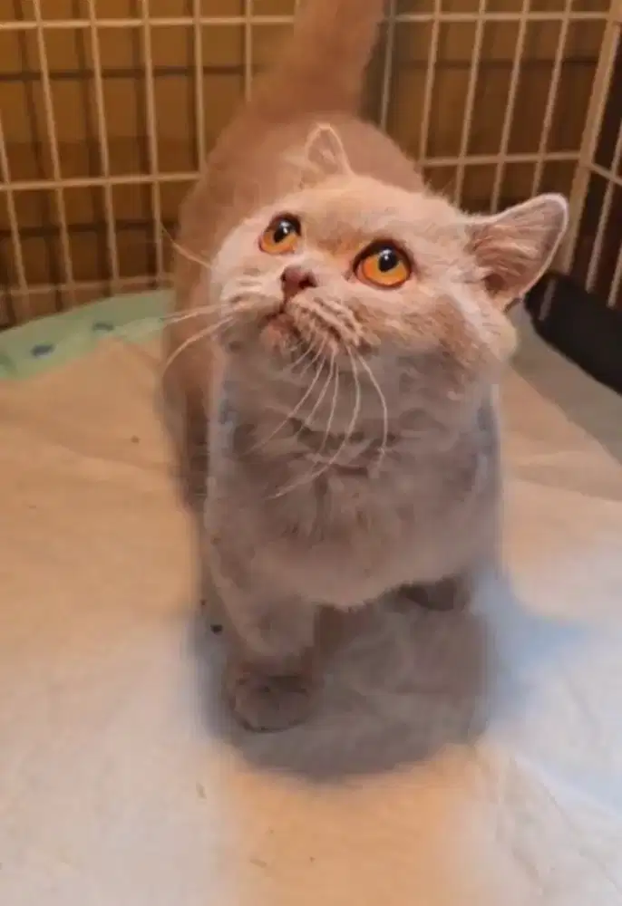 Munchkin BSH betina lilac