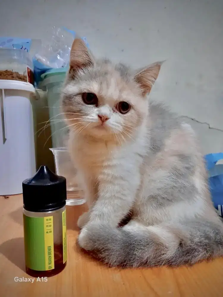 British shorthair kitten Calico betina