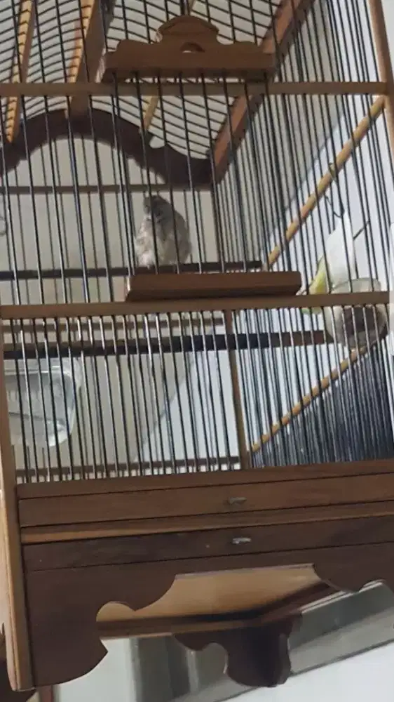 Jual blactrout kesayangan