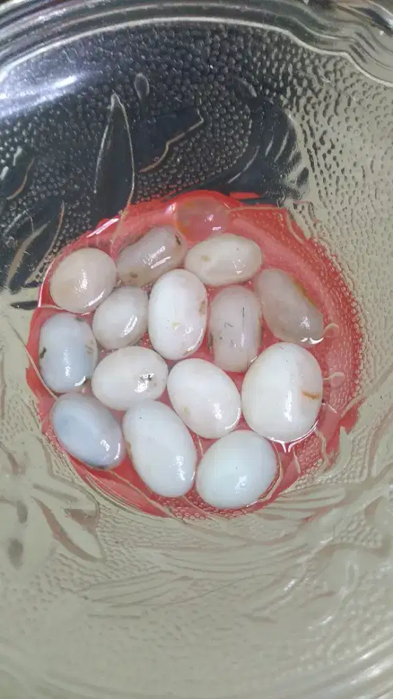 Batu akik. Kali monyong banten.