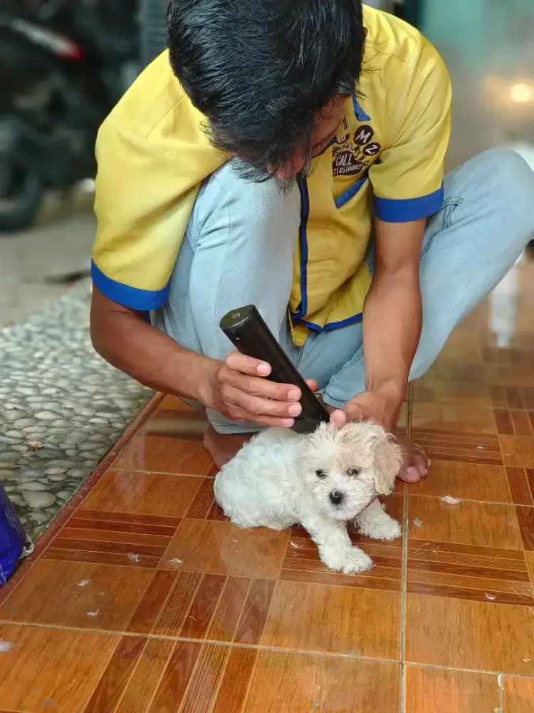 Salon anjing bogor panggilan