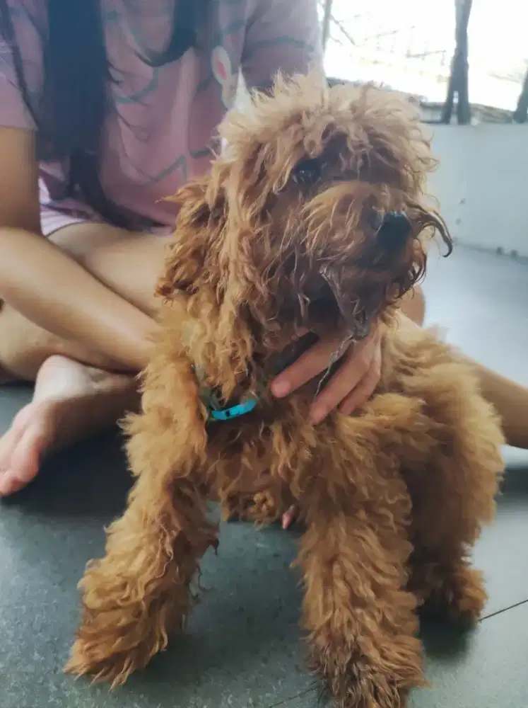 Anjing toy poodle jantan