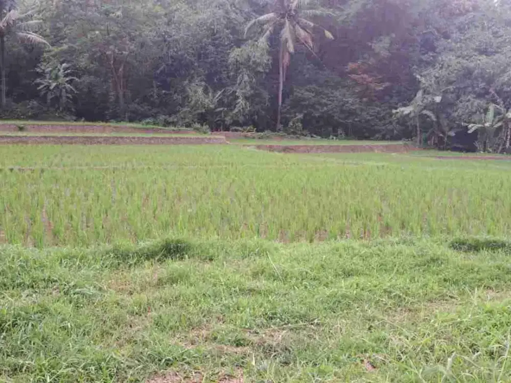 Sawah Pinggir Jln Mobil & Nempel Kali Besar, Dekat Pintu Tol, Darangdan, Purwakarta.