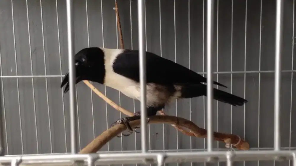 Gagak raja jantan gacor