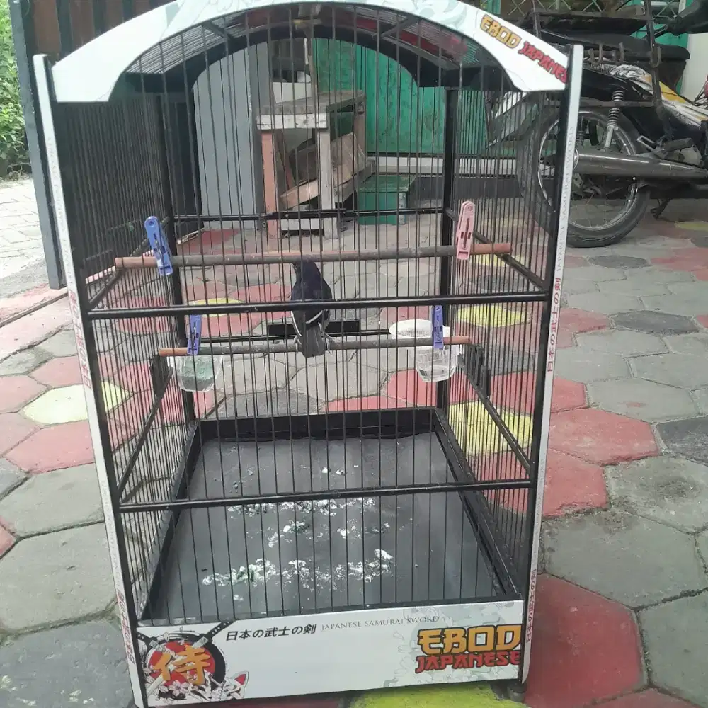 Jual burung kacer