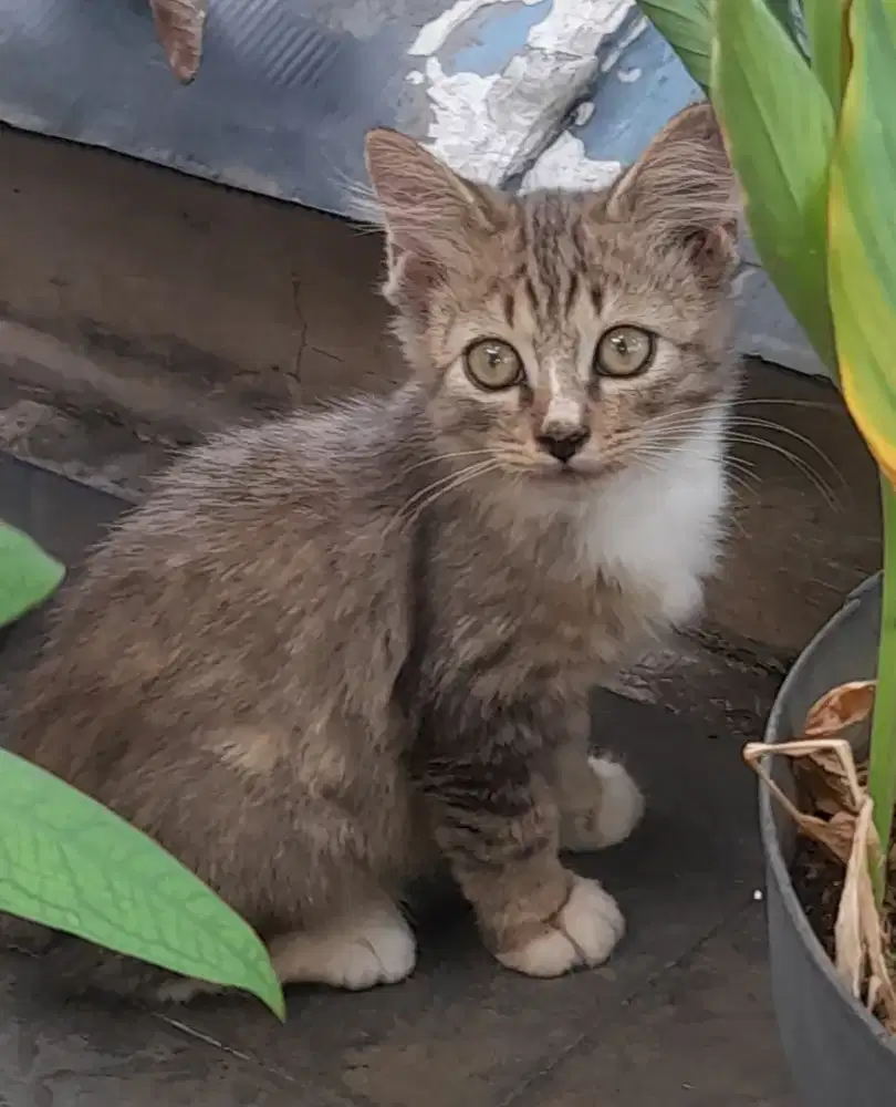 Open adopt Persia jantan usia 3 bulan