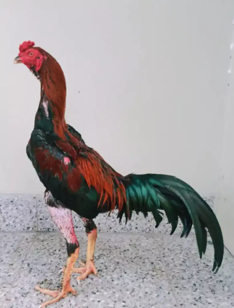 Ayam Bangkok Pamangon pvkvl K0