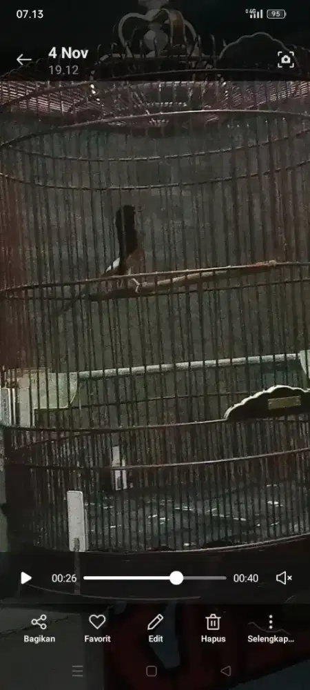 Murai muda hutan prestasi gacor fulset