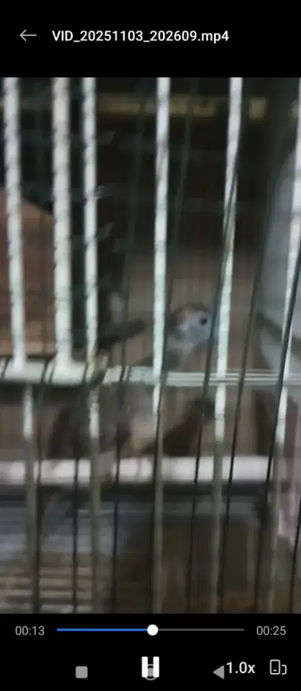 Perkutut bangkok 2 ekor tebet