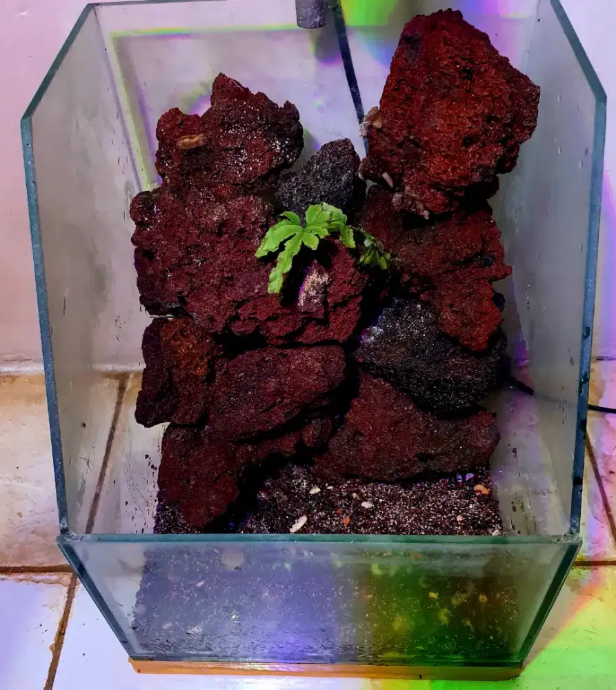 Aquarium paludarium