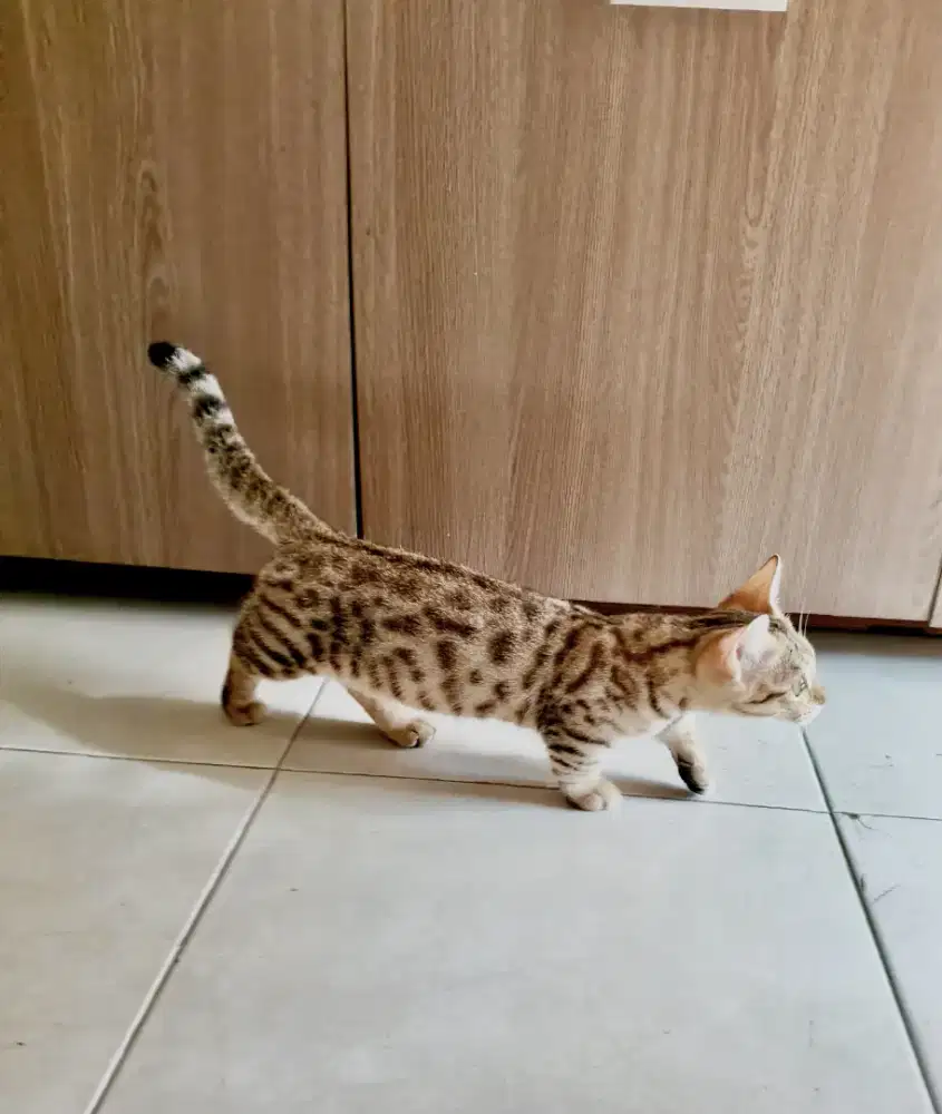 Munchkin b3ngal betina