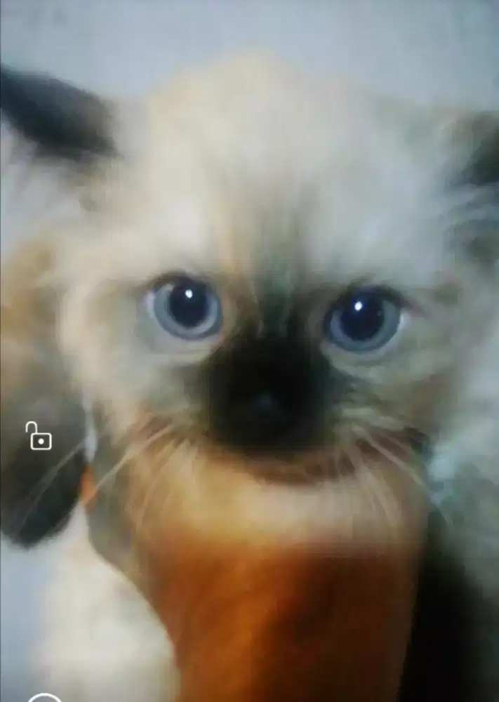 Kitten betina himalaya himalayan persia ragdol anggora siam