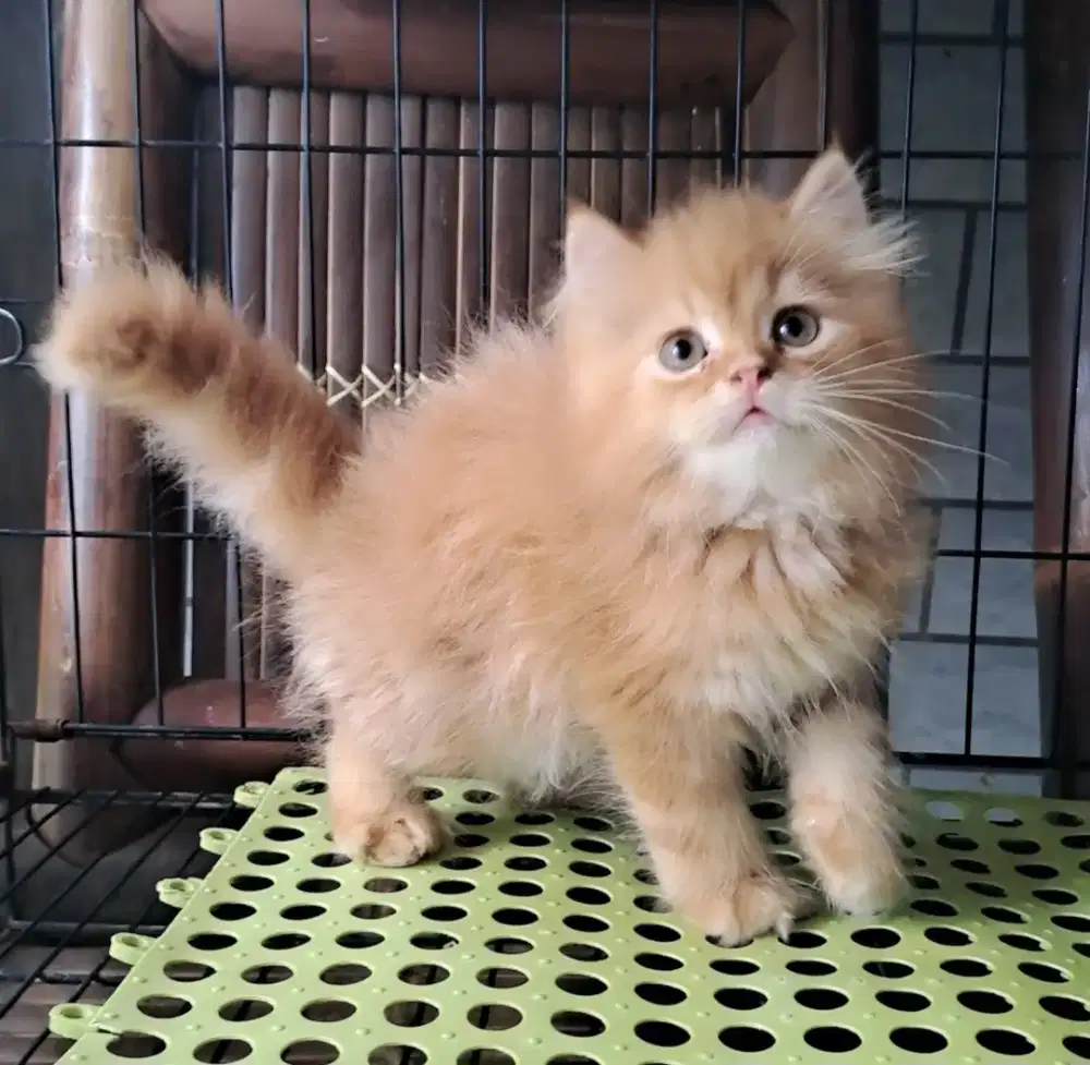 Anak kucing anggora/kitten.persia jantan/kucing persia jantan