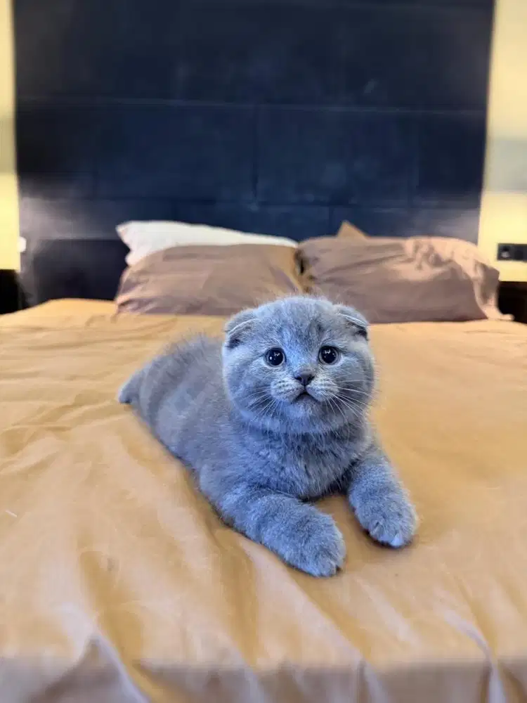kucing scottish fold