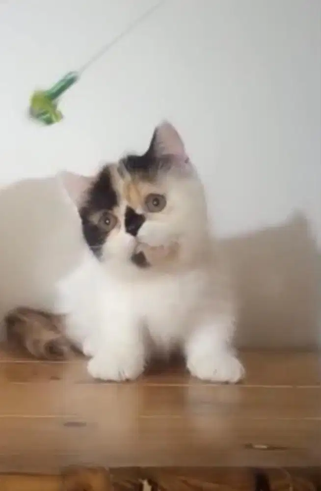 Kucing munchkin british shorthair bsh