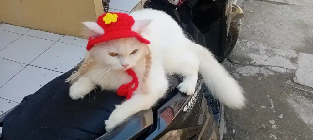 Persia betina 11bulan