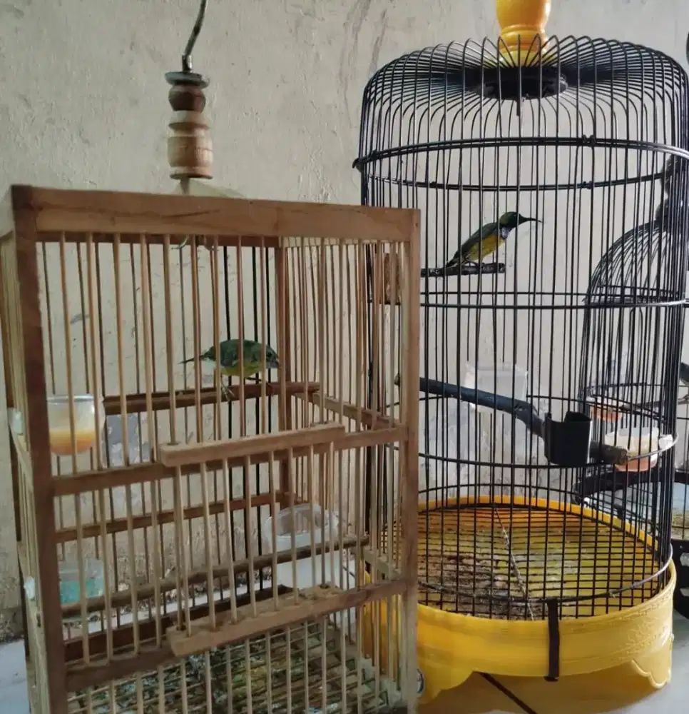 Jual Burung Kolibri