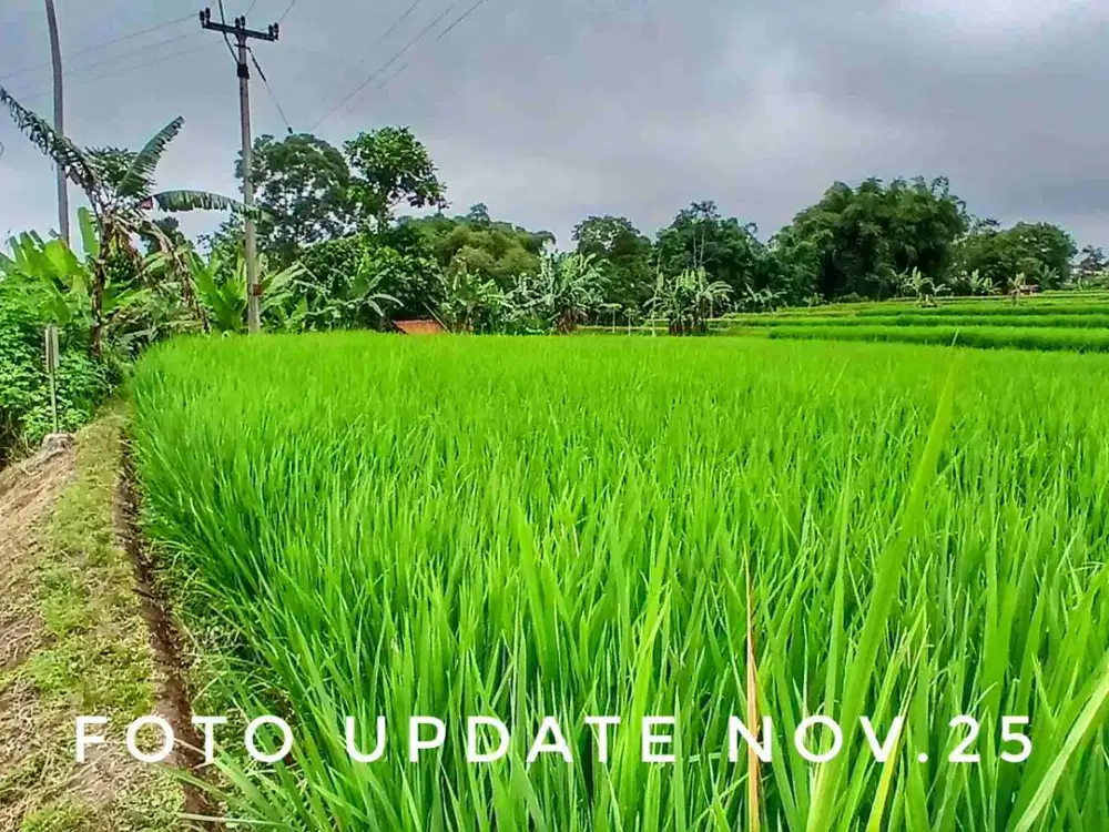 Dijual tanah sawah kebun luas pinggir jalan dekat kota strategis