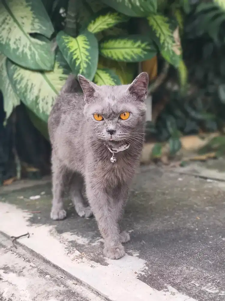 Kucing Mix BSH Betina usia 1 thn