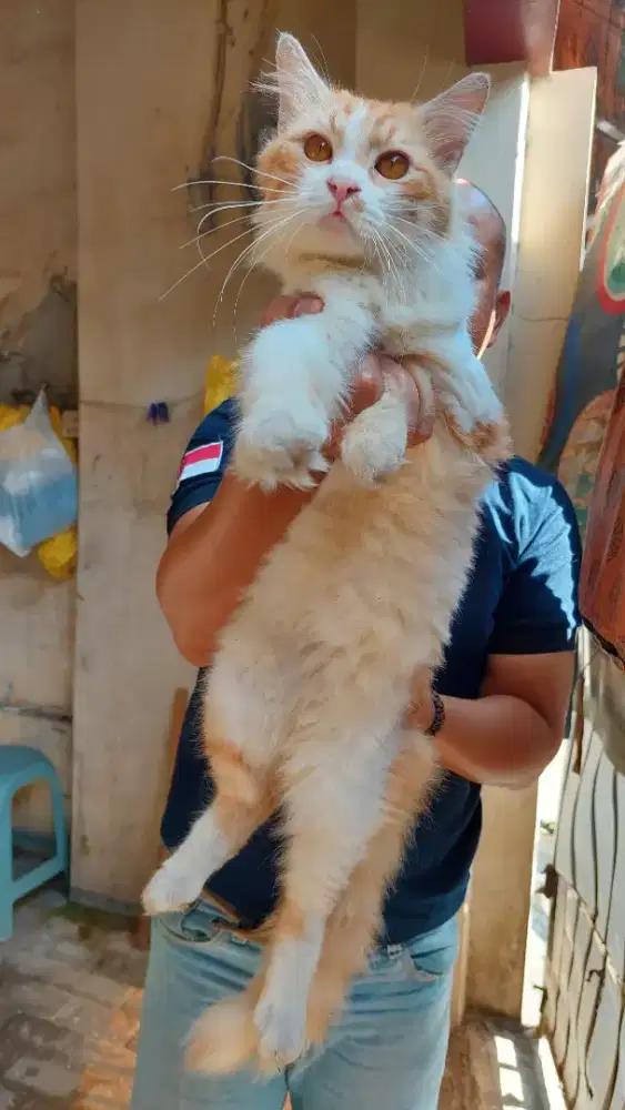 Persia bigbone longhair