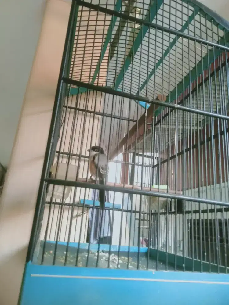 Pentet jatim burung mapan