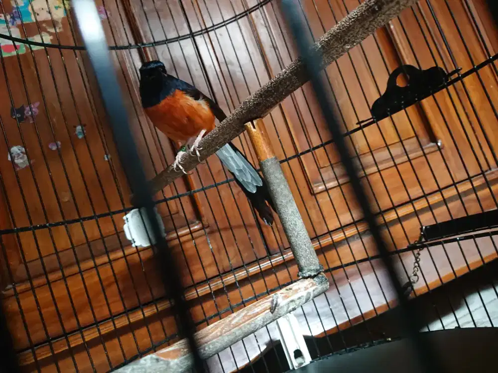 Murai batu Medan ada bulu putih di dada