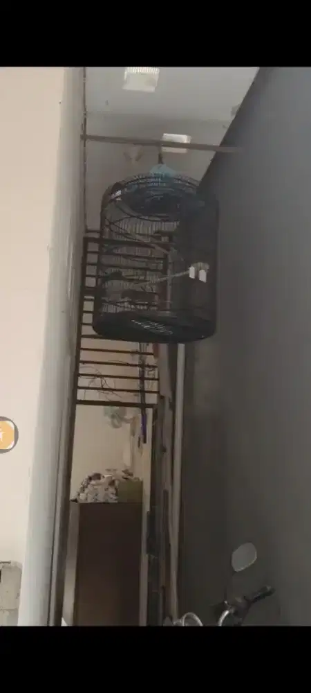 Jual Cepat Murai Medan dan Biasa