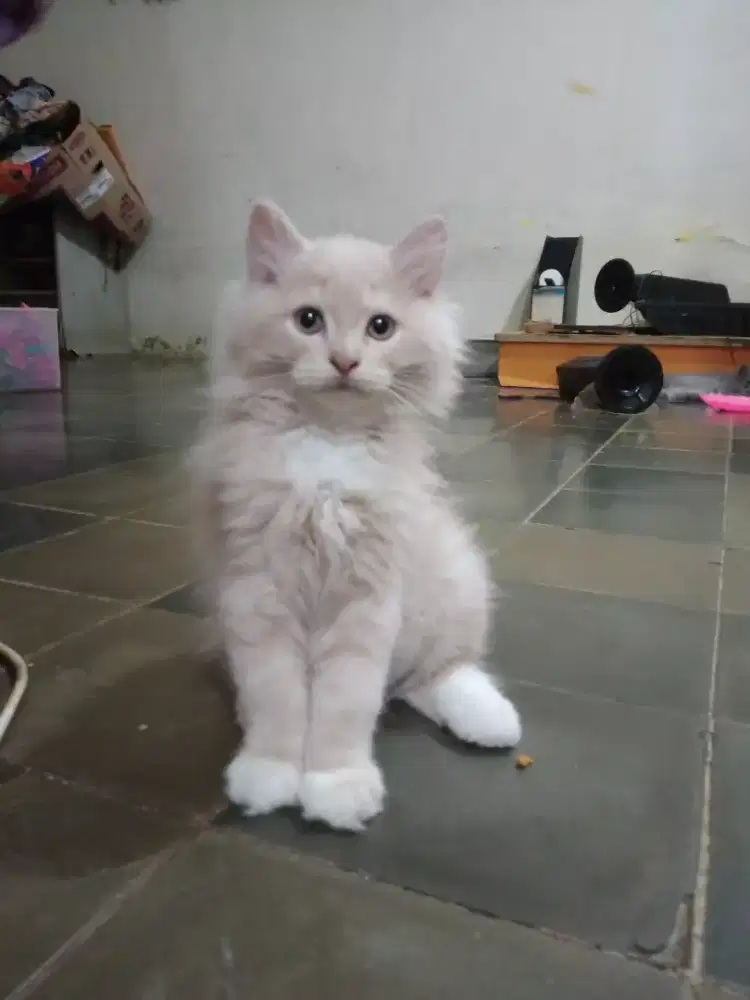 KITTEN PERSIA JANTAN