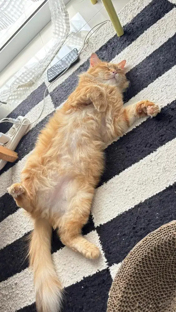 Di cari Asisten Rumah tangga