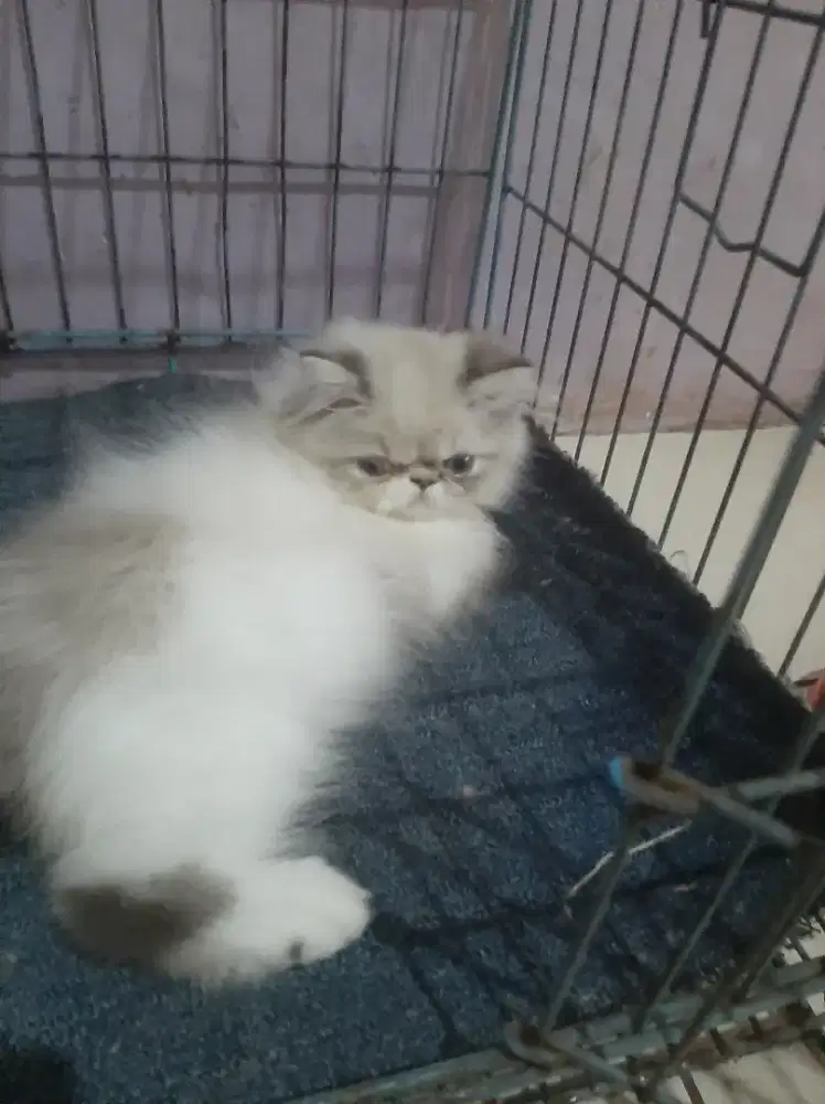 Kucing persia peaknose