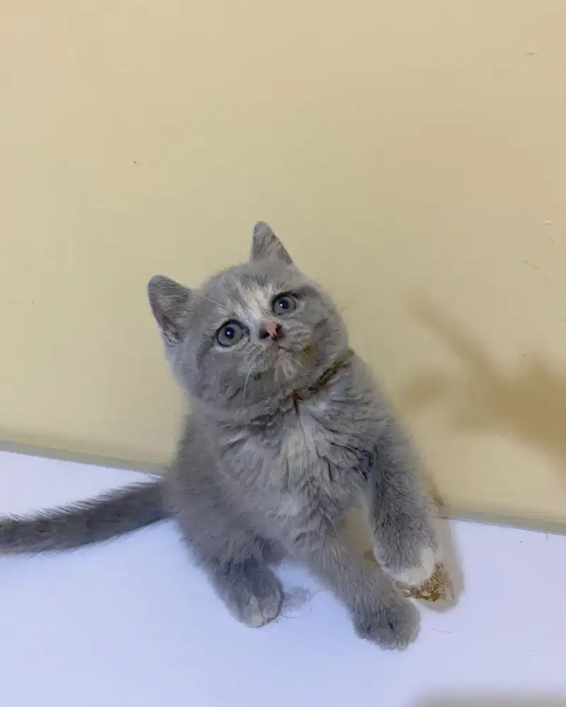BRITISH SHORTHAIR/BSH BLUE TORTY