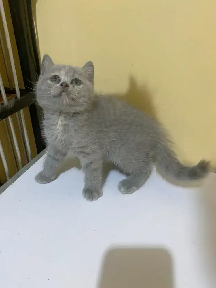BRITISH SHORTHAIR/BSH BLUE