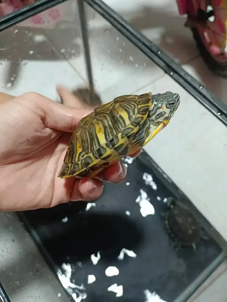 Jual murah kura2 200 angkut semua