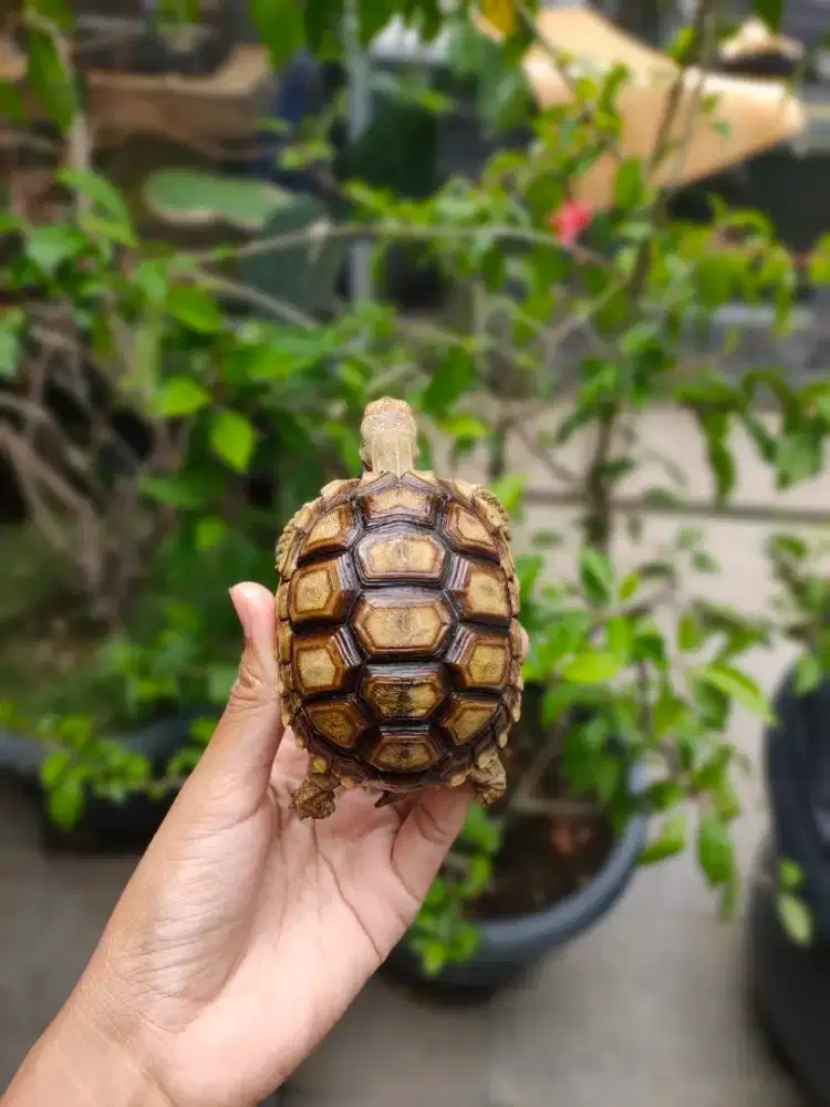 sulcata 8-8,8cm BUKAN pardalis, kuku lengkap hidung plong