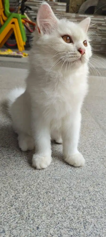 Kucing Persia 3 bulan