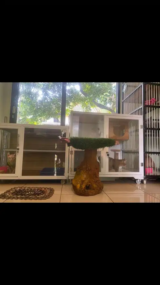 Pet hotel (penitipan kucing) mainecoon bsh munchkin sphynx bambino