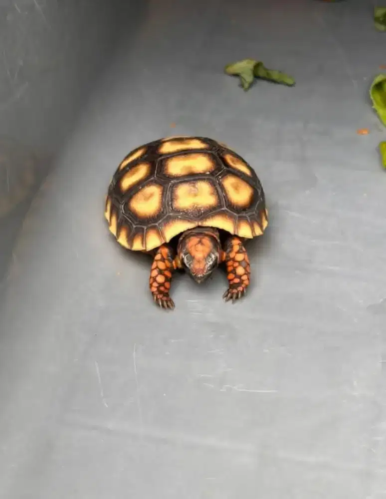 cherry head 5cm kepala pedes makan rakus