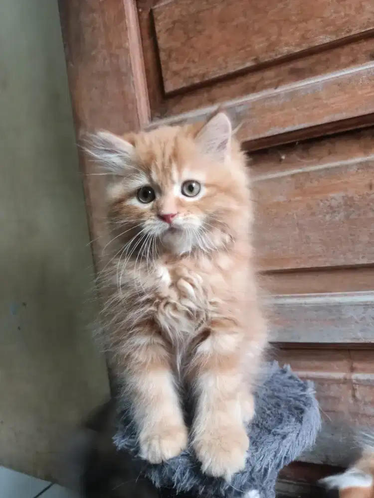 Kucing persia longhair